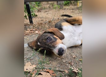 Freya- kleines Herz sucht sein Zuhause