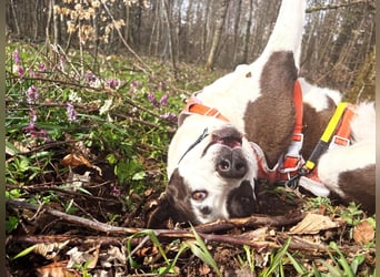 Oca – treue Schmusehündin mit großem Herzen