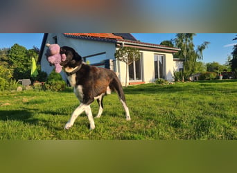 Samu -  Lustiger Jungspunt sucht sein Für-immer-Zuhause