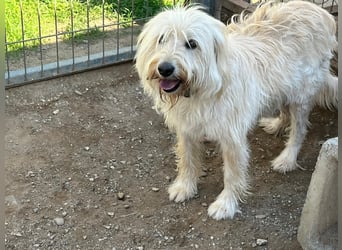 Angel - unser Engel sucht ihr Glück