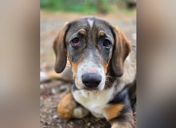 Freya- kleines Herz sucht sein Zuhause