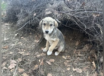 Bo – der fröhliche Begleiter mit Herz und Köpfchen
