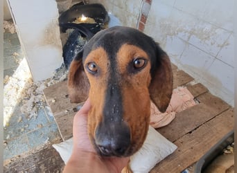 Carlo - ein sanftes Herz sucht sein Glück