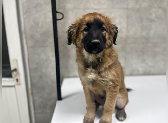 Jacky - ein schüchternes Hundemädchen sucht Geborgenheit