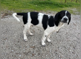 Porthos - ein fröhlicher kleiner Sonnenschein