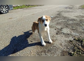 Nelly – ein kleiner Schatz auf der Suche nach Liebe