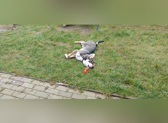 Monti – Unser verschmuster Jungspund sucht ein liebevolles Zuhause!