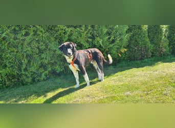 Samu sucht seine Chance – vielleicht bei dir