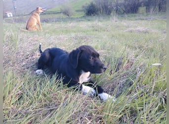 Aramis - ein sanfter kleiner Held auf vier Pfoten