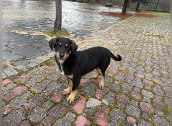 Cupcake – ein kleines Wunder mit großem Herzen