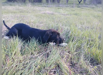 Aramis - ein sanfter kleiner Held auf vier Pfoten