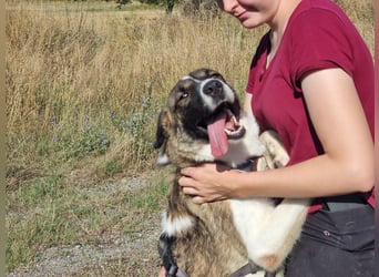 Eva - eine wunderschöne junge Hundedame sucht ihr Happy End