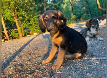 Frieda – bereit für den Start in ein glückliches Hundeleben