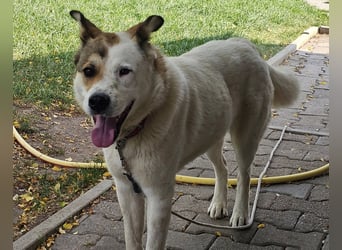 Lucy – sportliche Charakterhündin sucht erfahrenes Zuhause