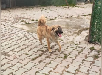 Jacky - ein schüchternes Hundemädchen sucht Geborgenheit