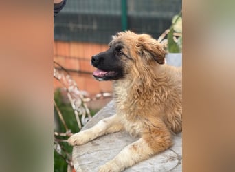 Sami - Ein verspielter Wirbelwind sucht sein Zuhause!