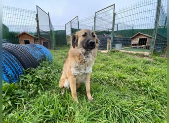 Jacky - ein schüchternes Hundemädchen sucht Geborgenheit