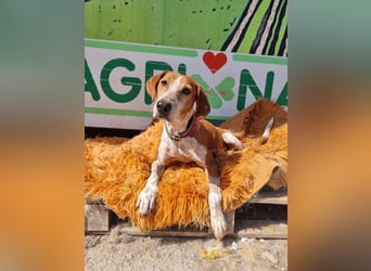 Carlo - ein wunderbarer Hund, der endlich gesehen werden möchte