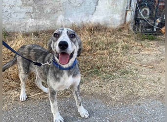 Babis - eine lebensfrohe Abenteurerin sucht ihr Zuhause