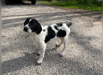 Porthos - ein fröhlicher kleiner Sonnenschein