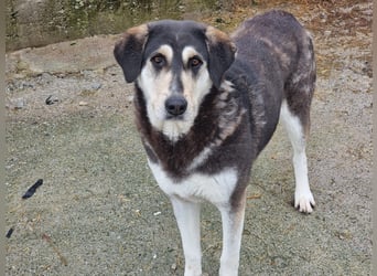 Trudi - eine liebevolle Husky-Mix-Dame mit einem sanften Wesen