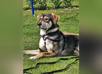 Monti – Unser verschmuster Jungspund sucht ein liebevolles Zuhause!