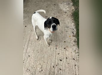 Lotte – Lebensfrohes Pointermädchen sucht aktive Familie!