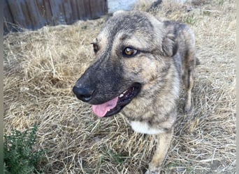 Leo - ein neugieriger Entdecker sucht seine Familie