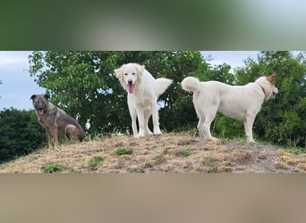 Lucy – eine starke Hündin, die endlich die richtigen Menschen sucht