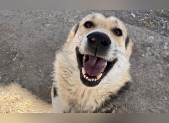 Steve - ein wahrlicher Herzbube