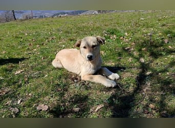 Snoopy – ein kleiner Kämpfer mit großem Herzen