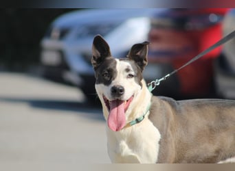 Oca – treue Schmusehündin mit großem Herzen