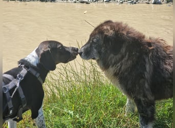 Loki wartet auf Menschen, die sein großes Herz erkennen