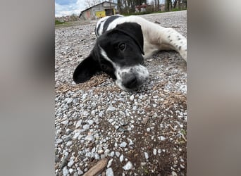 Porthos - ein fröhlicher kleiner Sonnenschein