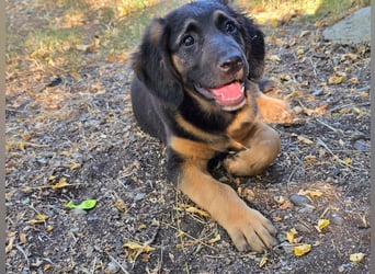 Frieda - bereit für den Start in ein glückliches Hundeleben