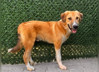 Pascha – ein verspielter Genießer sucht sein Für-immer-Zuhause!