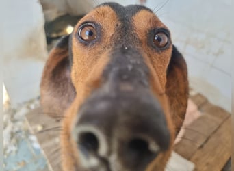 Carlo - ein sanftes Herz sucht sein Glück