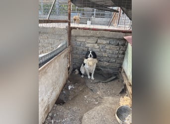 Hugo - gute Laune auf vier Pfoten