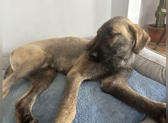 Samson - sanfter Herzenshund sucht sein Zuhause