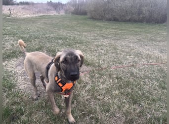 Samson - sanfter Herzenshund sucht sein Zuhause