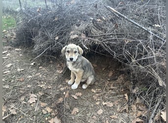 Bo – der fröhliche Begleiter mit Herz und Köpfchen