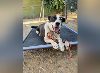 Oca – treue Schmusehündin mit großem Herzen