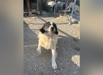 Hugo - gute Laune auf vier Pfoten
