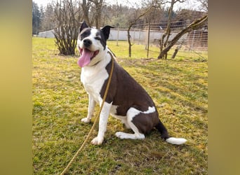 Oca – treue Schmusehündin mit großem Herzen