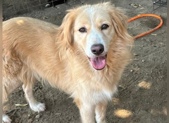 Kitty - Ein Herz voller Mut und Liebe sucht ein Zuhause