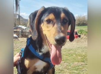 Cupcake  aus einem kleinen Kämpfer ist ein schöner junger Hund geworden