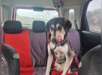Trudi - eine liebevolle Husky-Mix-Dame mit einem sanften Wesen