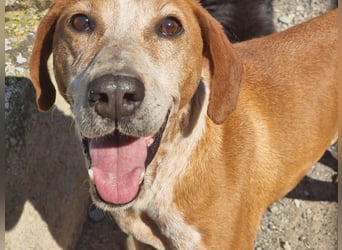 Carlo - ein wunderbarer Hund, der endlich gesehen werden möchte