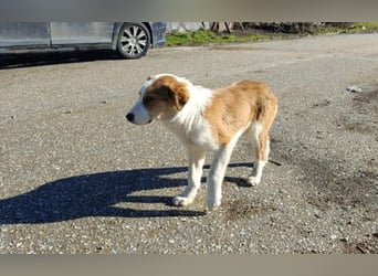 Nelly – ein kleiner Schatz auf der Suche nach Liebe