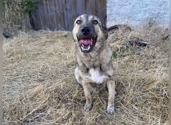 Leo - ein neugieriger Entdecker sucht seine Familie